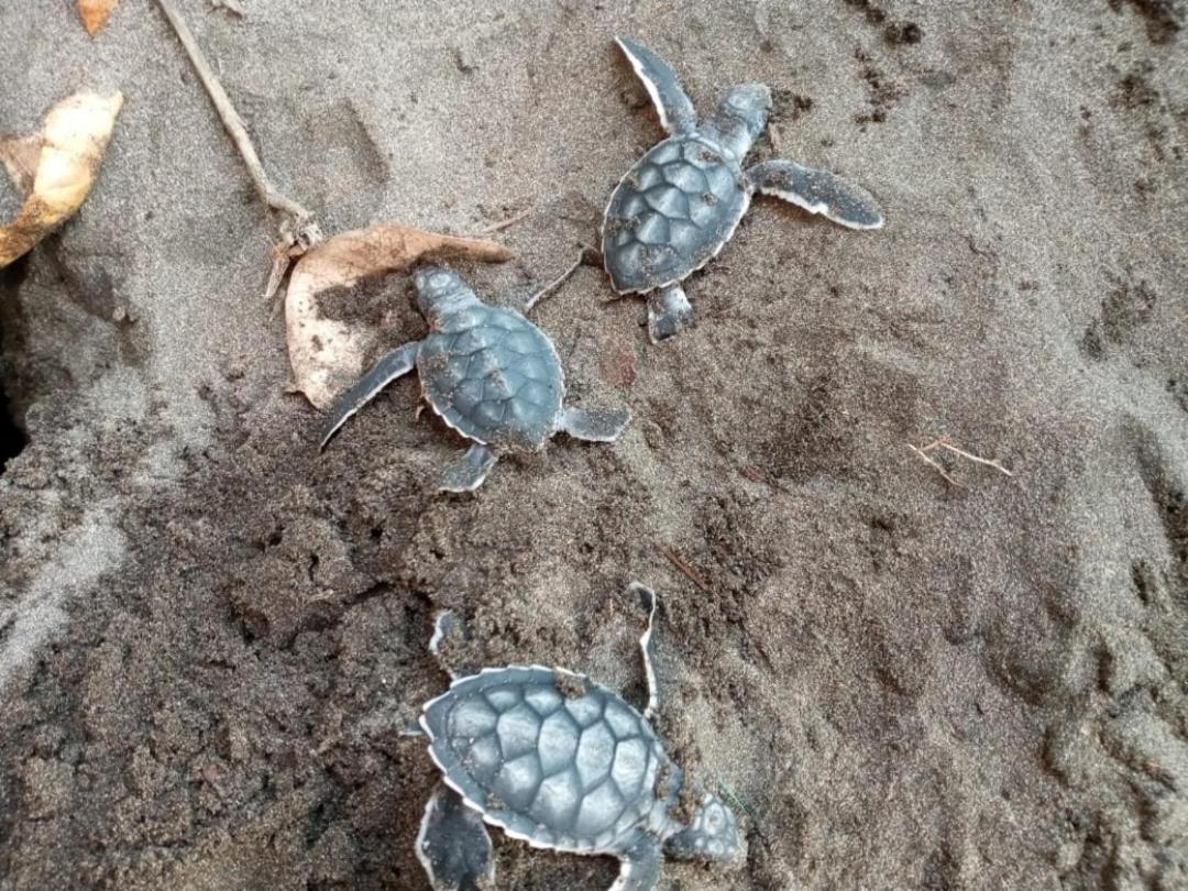 Hospedaje Meryscar Tortuguero Εξωτερικό φωτογραφία