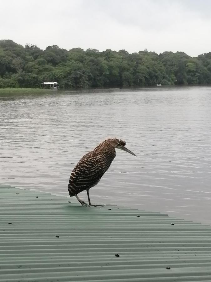 Hospedaje Meryscar Tortuguero Εξωτερικό φωτογραφία