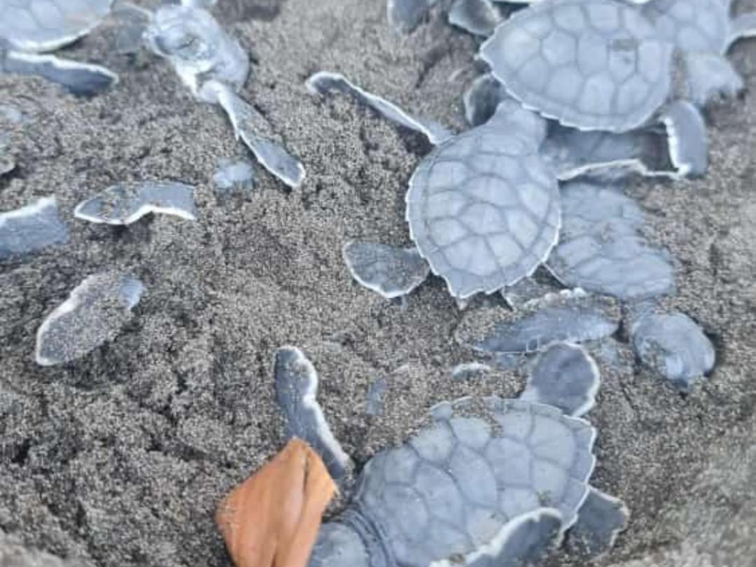Hospedaje Meryscar Tortuguero Εξωτερικό φωτογραφία